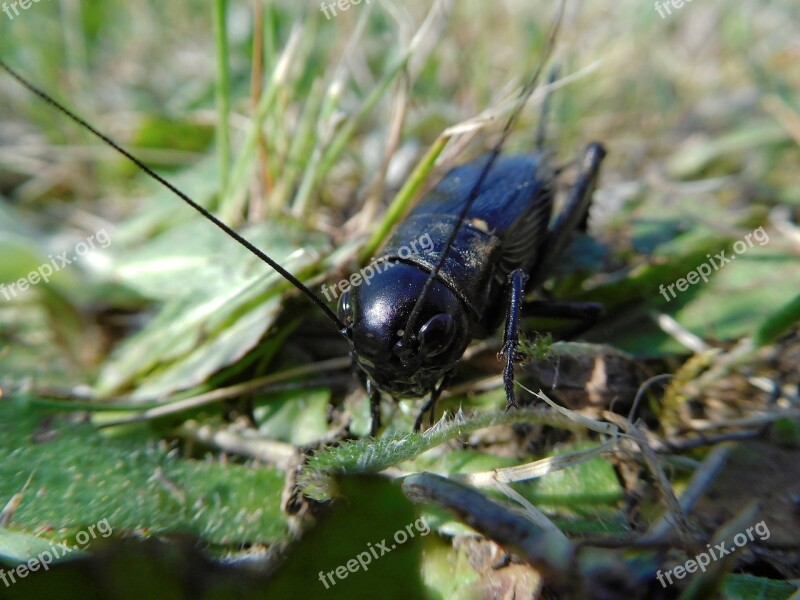 Beetle Insect Macro The Beetle Closeup