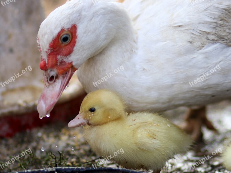 Duckling Birds Duck Cute Mom