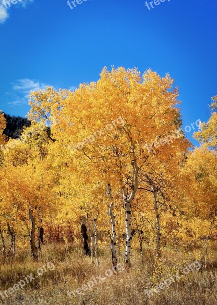 Autumn Golden Bright Leaves Aspen