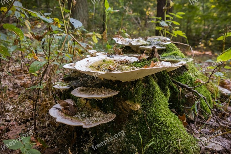 Moss Mushroom Stump Nature Summer