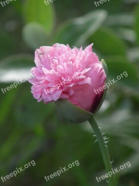 Poppy Pink Flower Button Hatching