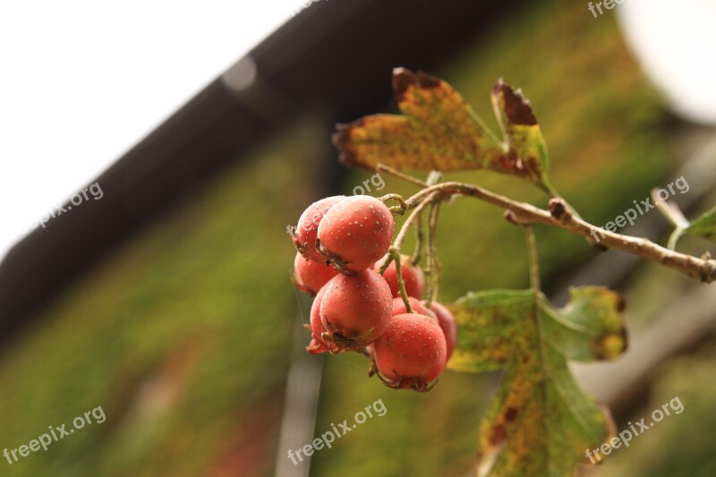 Mountain Fruit Nature Wood Heat Hawthorn Republic Of Korea