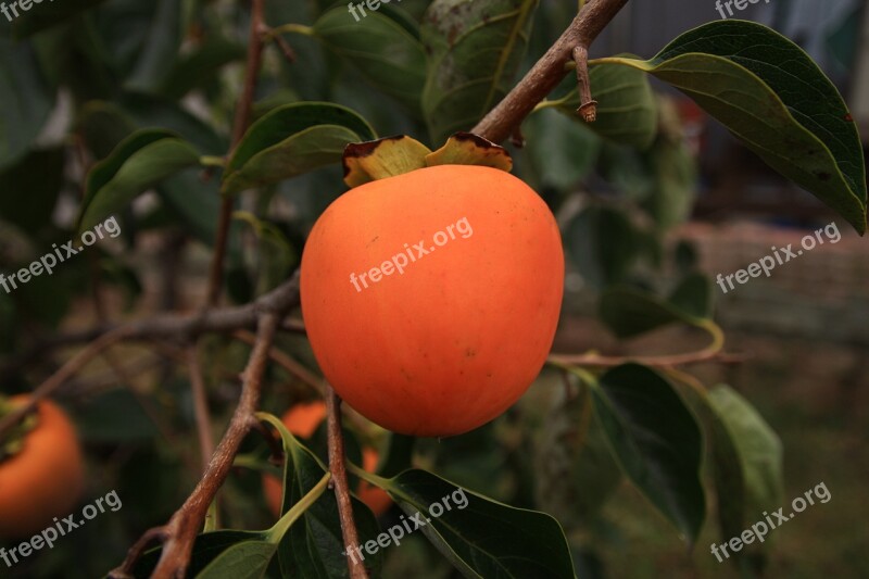 For Salary Persimmon Nature Fruit Agriculture