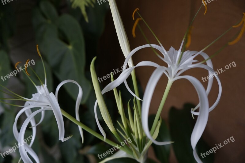 White Flower Bromelia Soft Free Photos