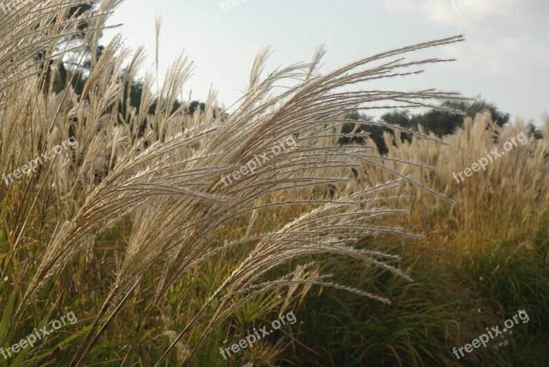 Marsh Grass Stems Rushes Camargue