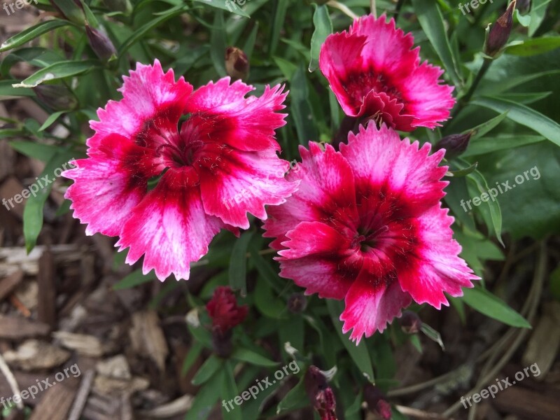 Flower œillet Plants Nature Floral