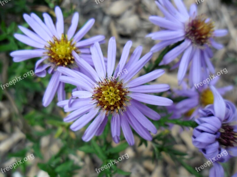 Aster Flower Plants Nature Garden