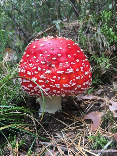 Forest Mushroom Fly Agaric Toxic Autumn