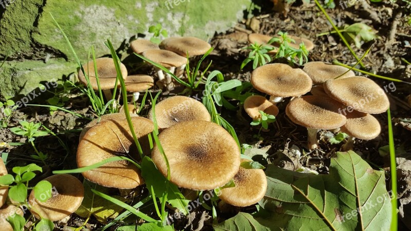 Mushrooms Wild Mushrooms Mushroom Nature Brown