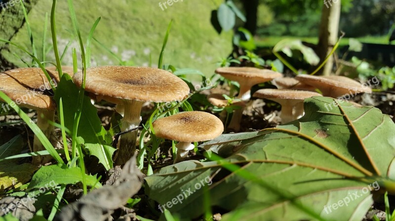 Mushrooms Wild Mushrooms Brown Forest Plant