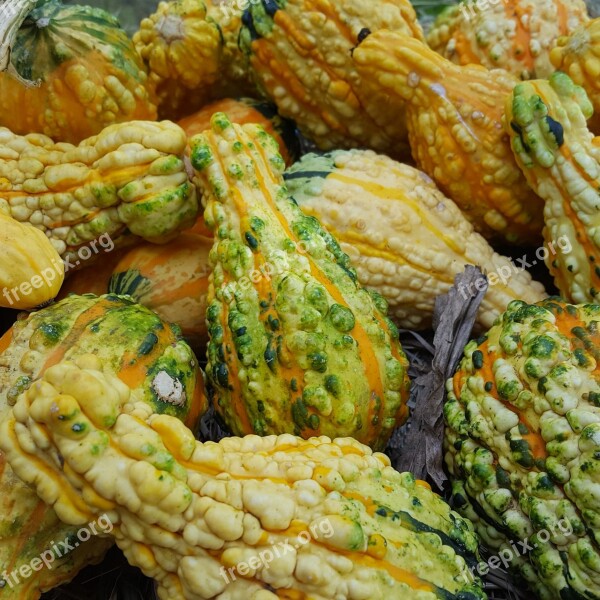 Ornamental Gourds Gourd Yellow Fall Decoration