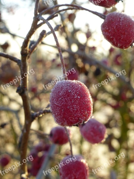 Rose Hip Nature Autumn Fruits Free Photos