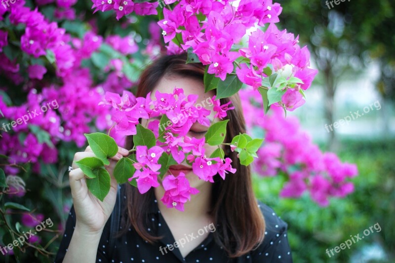 Bougainvillea Triple Flower Blossom Flower Pink