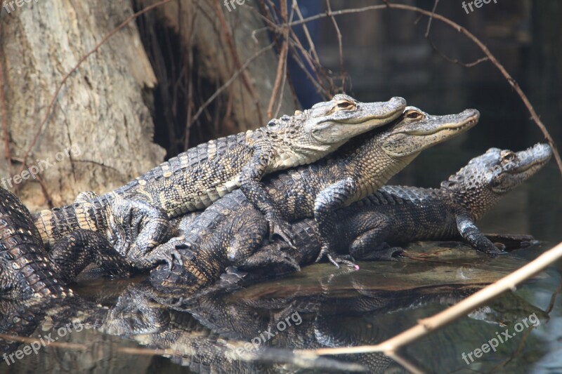 Alligator Animals Predator Swamp Free Photos