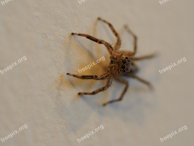 Spider Arachnid Cobweb Hairy Creepy