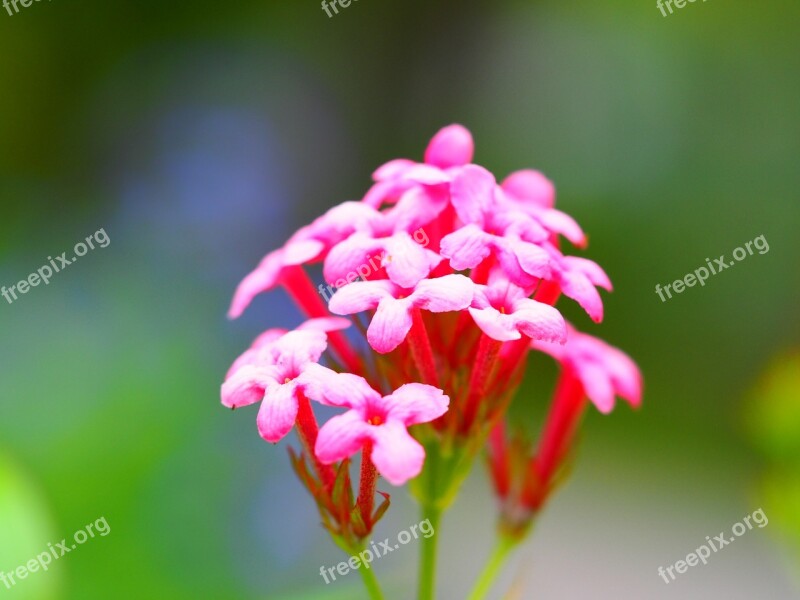 Flower Pink Petals Nature Bloom