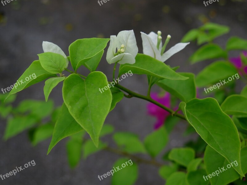 Paper Flower Flower Ornamental Trees Page Blank