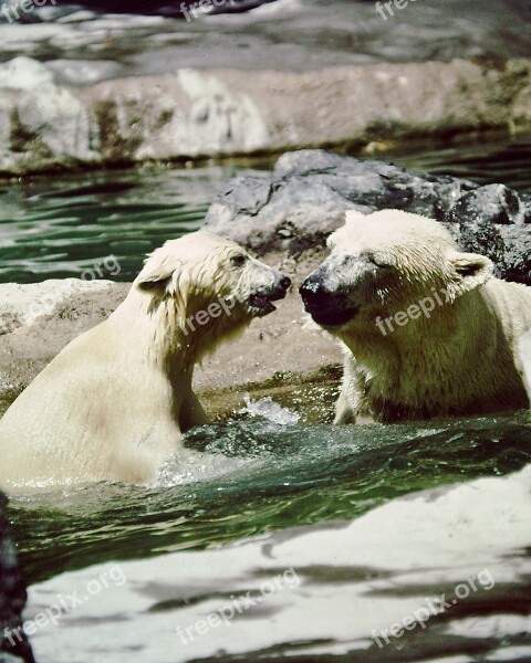 Polar Bears Mother Cub Playing Sunshine