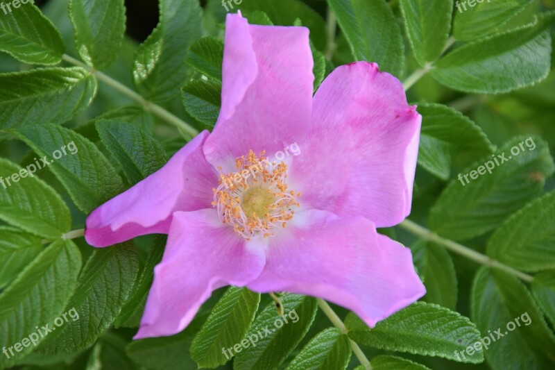 Dog Rose Flower Nature Free Photos