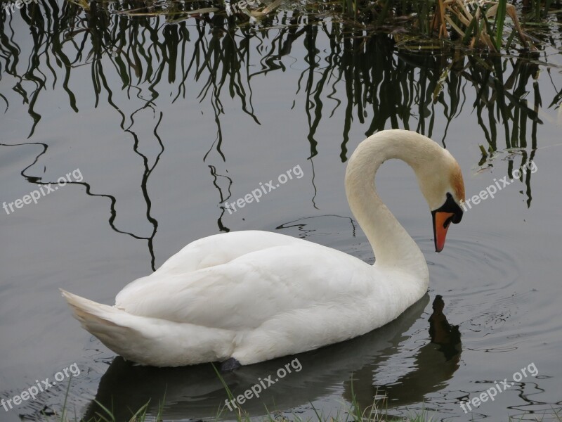 Cisnei Bird Lake Water Nature