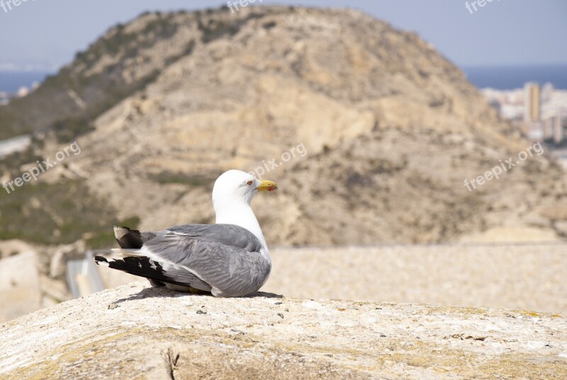 Bird Seagull Holidays Summer Sea