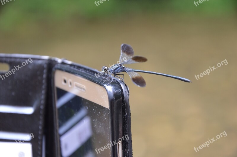 Dragonfly Biodiversity Insect Free Photos