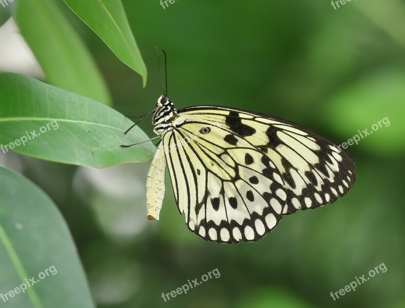 Kelebek Butterfly Doga Nature Macro