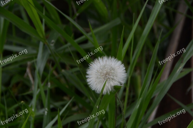 Flower Grass Mato Nature Green