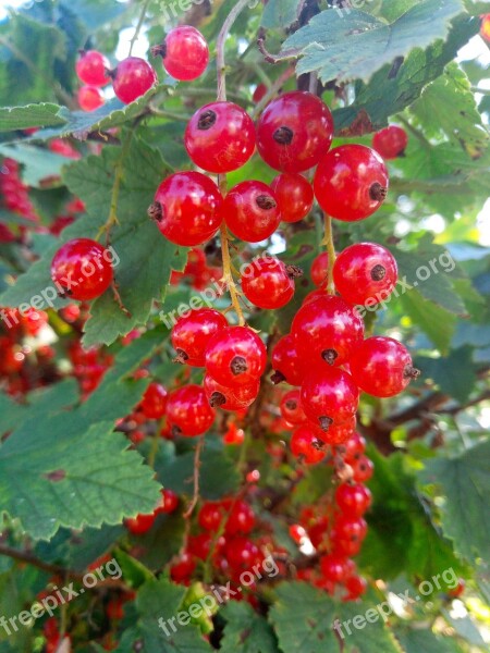 Currant Summer Red Nutrition Healthy