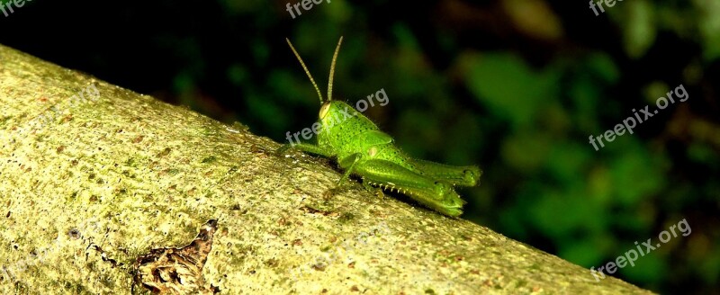 Insect Cricket Jumper Colombia Free Photos