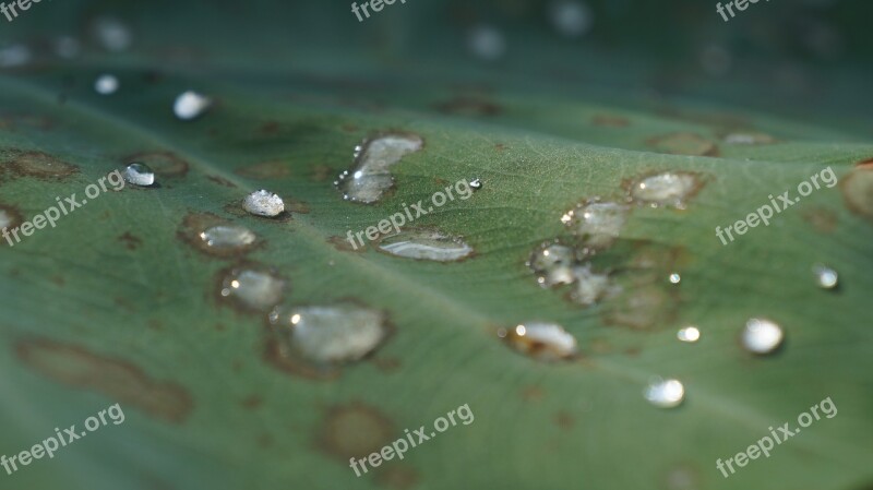 Water Drop Leaf Nature Green