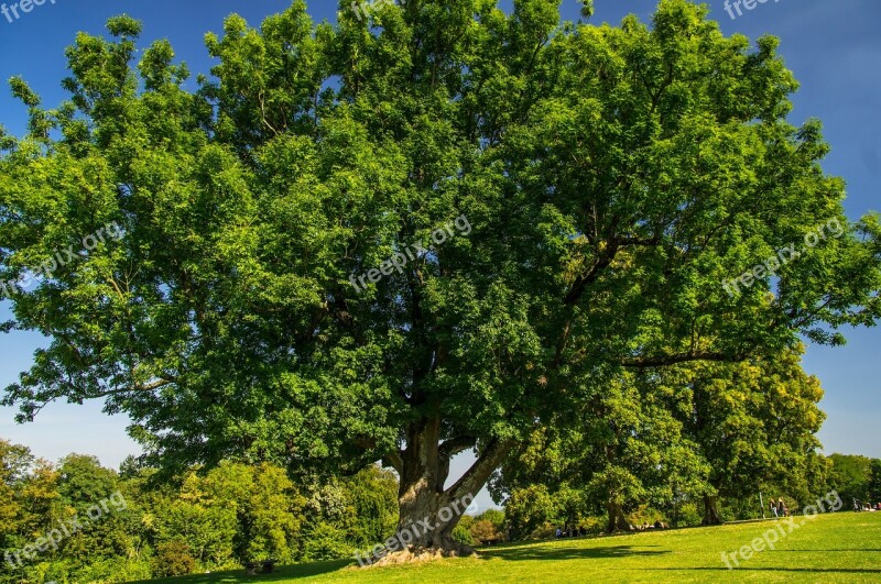 Tree Ash Green Monument Crown