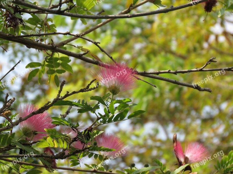 Albizia Pink Siris Tree Flower Pink