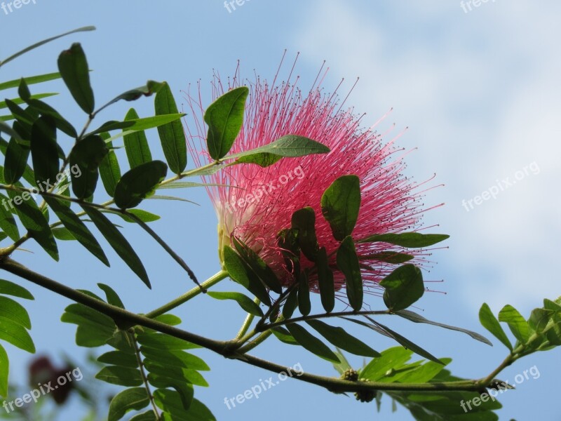 Pink Flower Silk Albizia Pink Siris