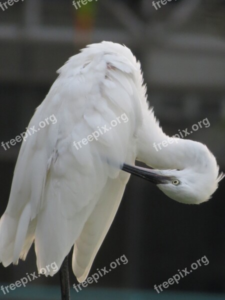 White Heron Bird Feathers Flexibility Park