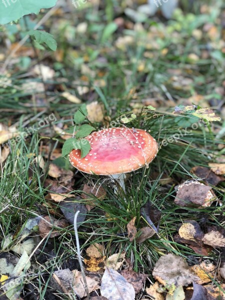 Fly Agaric Autumn Toxic Mushroom Nature