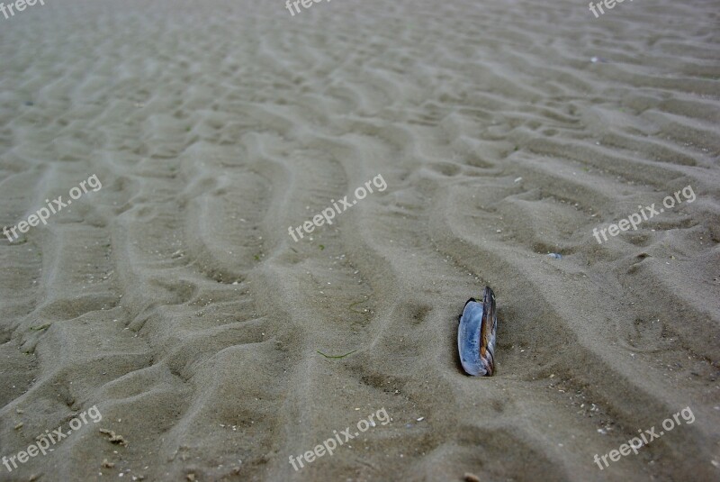 Ameland Netherlands Shell Razor Sea