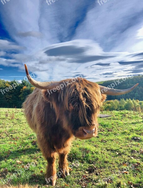 Highland Beef Scotland Animal Pasture Agriculture