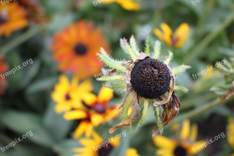 Nature Autumn Flowers Faded Free Photos