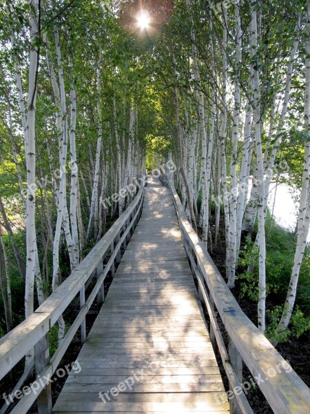 Trees Boardwalk Planks Sunlight Walkway