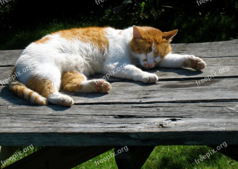 Cat Nap Orange White Fur