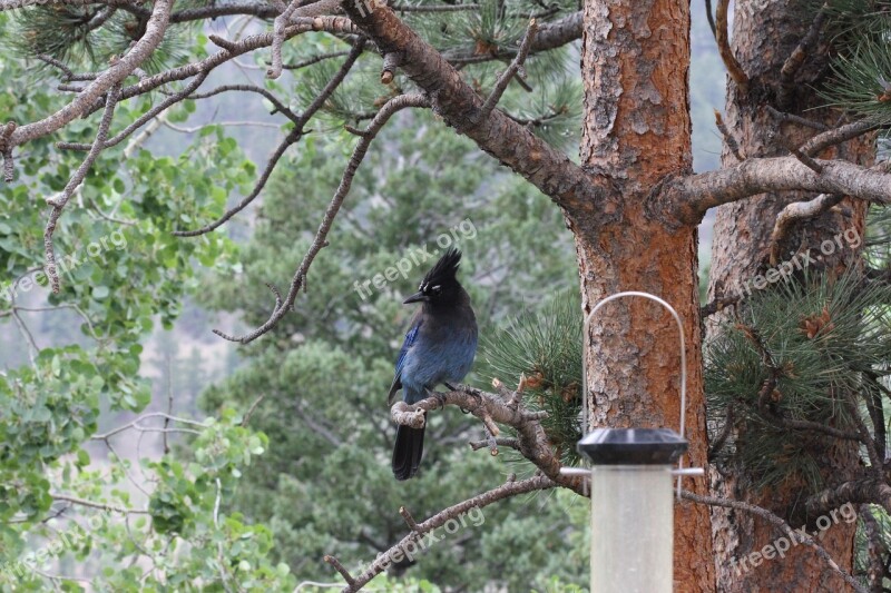 Stellar Jay Cute Cute Bird Animal Colorado