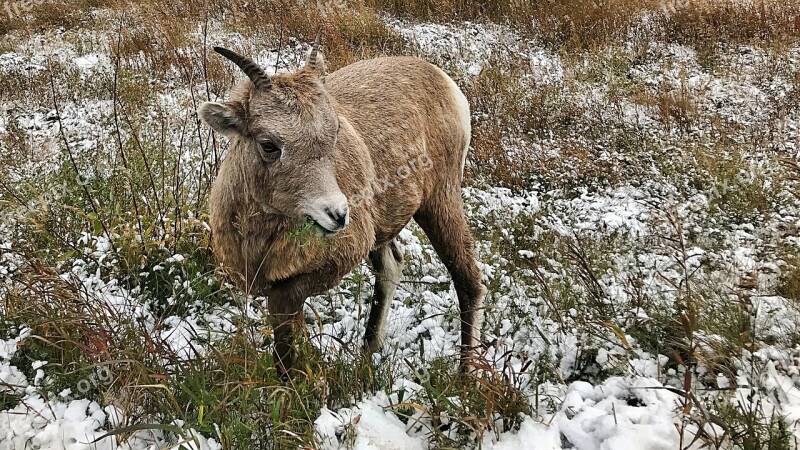 Bighorn Sheep Wildlife Ewe Free Photos