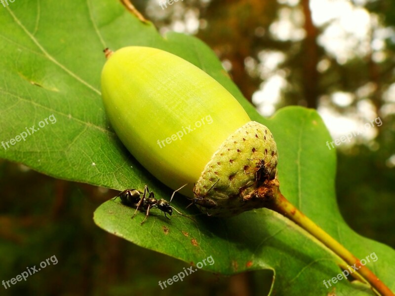 Acorn Oak Plant Fruit Ant Insect