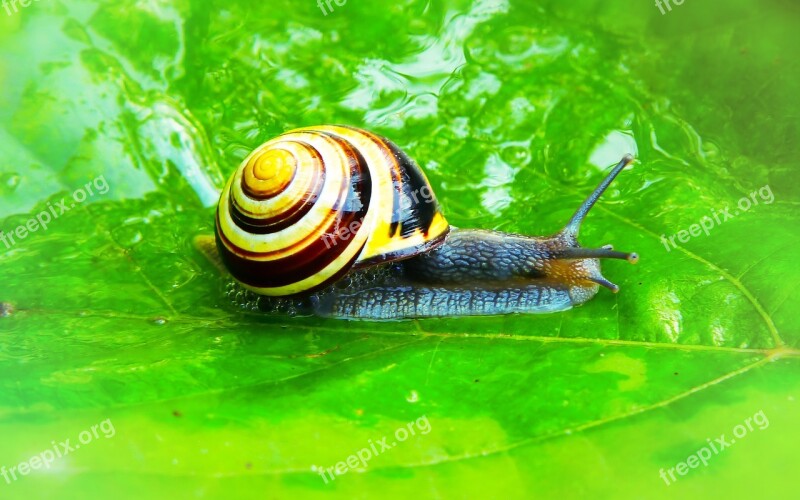 Wstężyk Huntsman Molluscs Snail Animals Nature