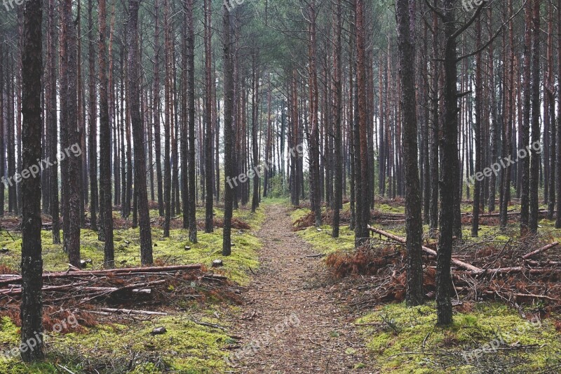 Forest Wood Pine Forest Nature Tree