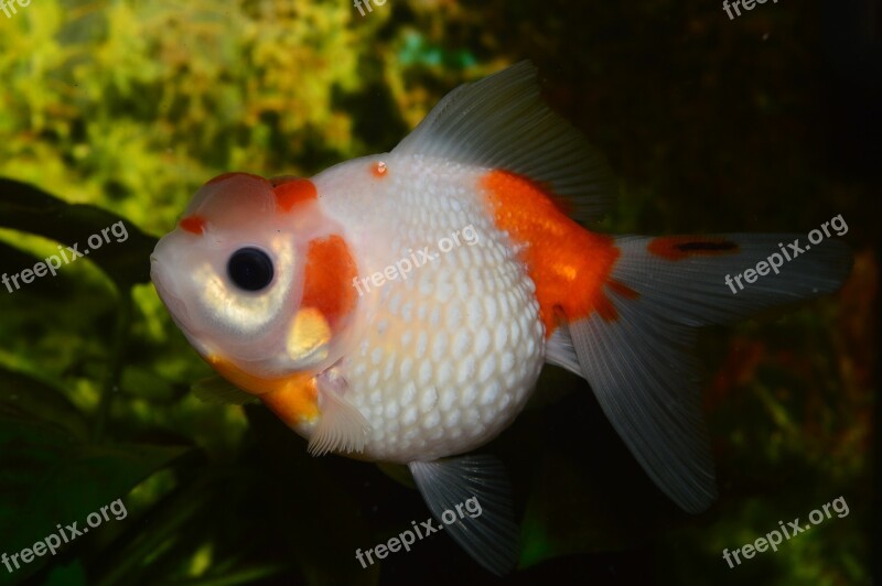 Goldfish Pearl Flakes Of Pearl Red Fish Aquarium