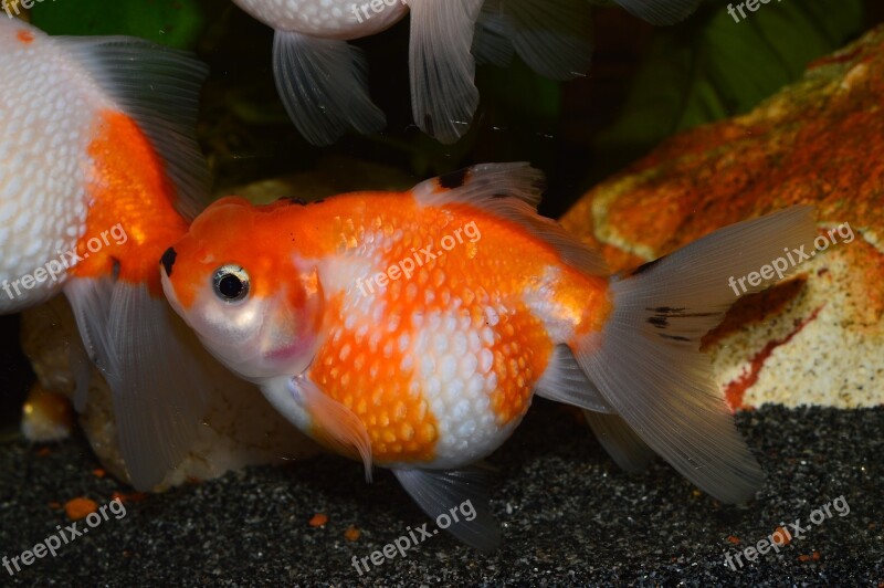 Goldfish Flakes Of Pearl Pearl Red Fish Carassius Auratus