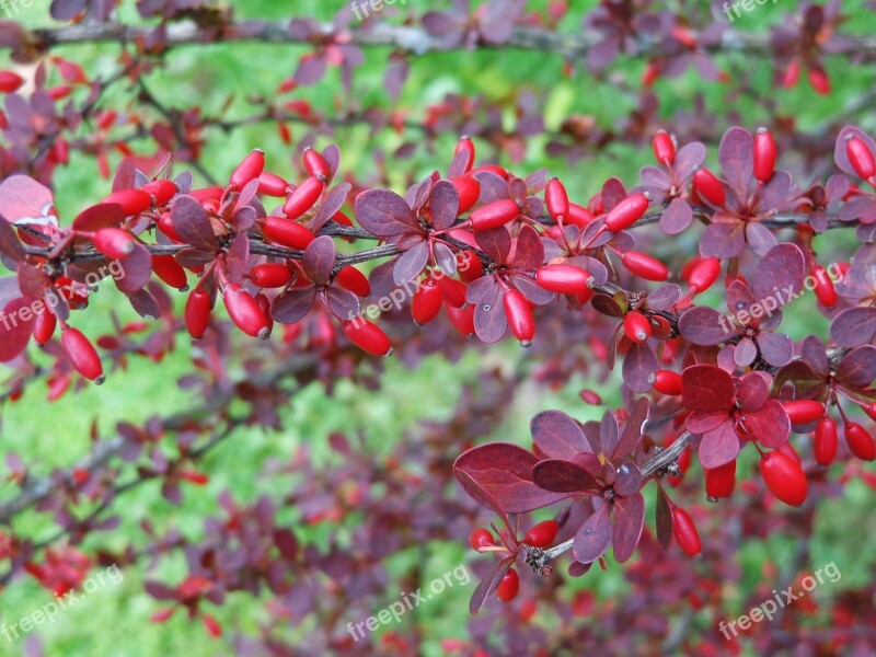 Barberry Bush Autumn Garden Nature