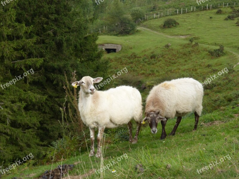 Sheep Pacer Pasture Prado Pyrenees